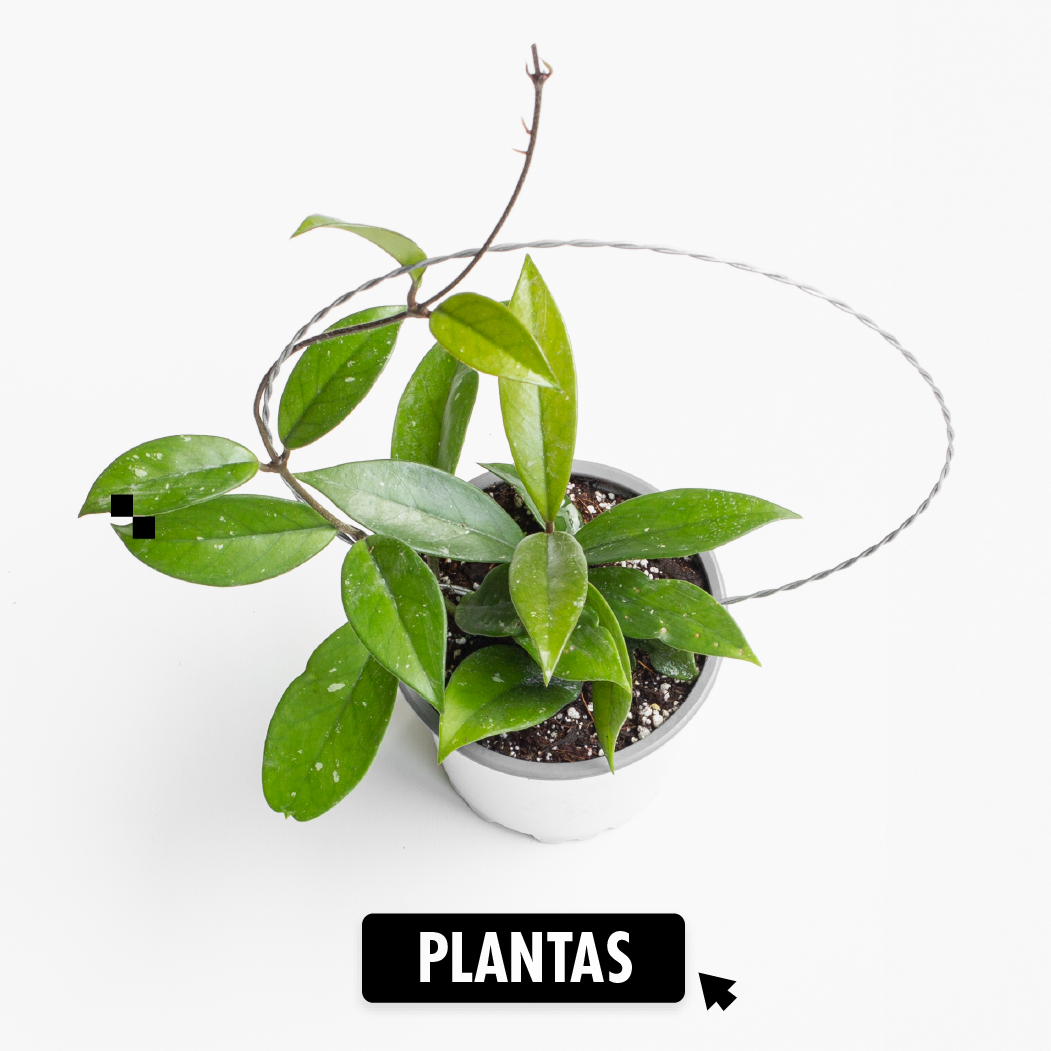 Categoria Plantas Cybermonday