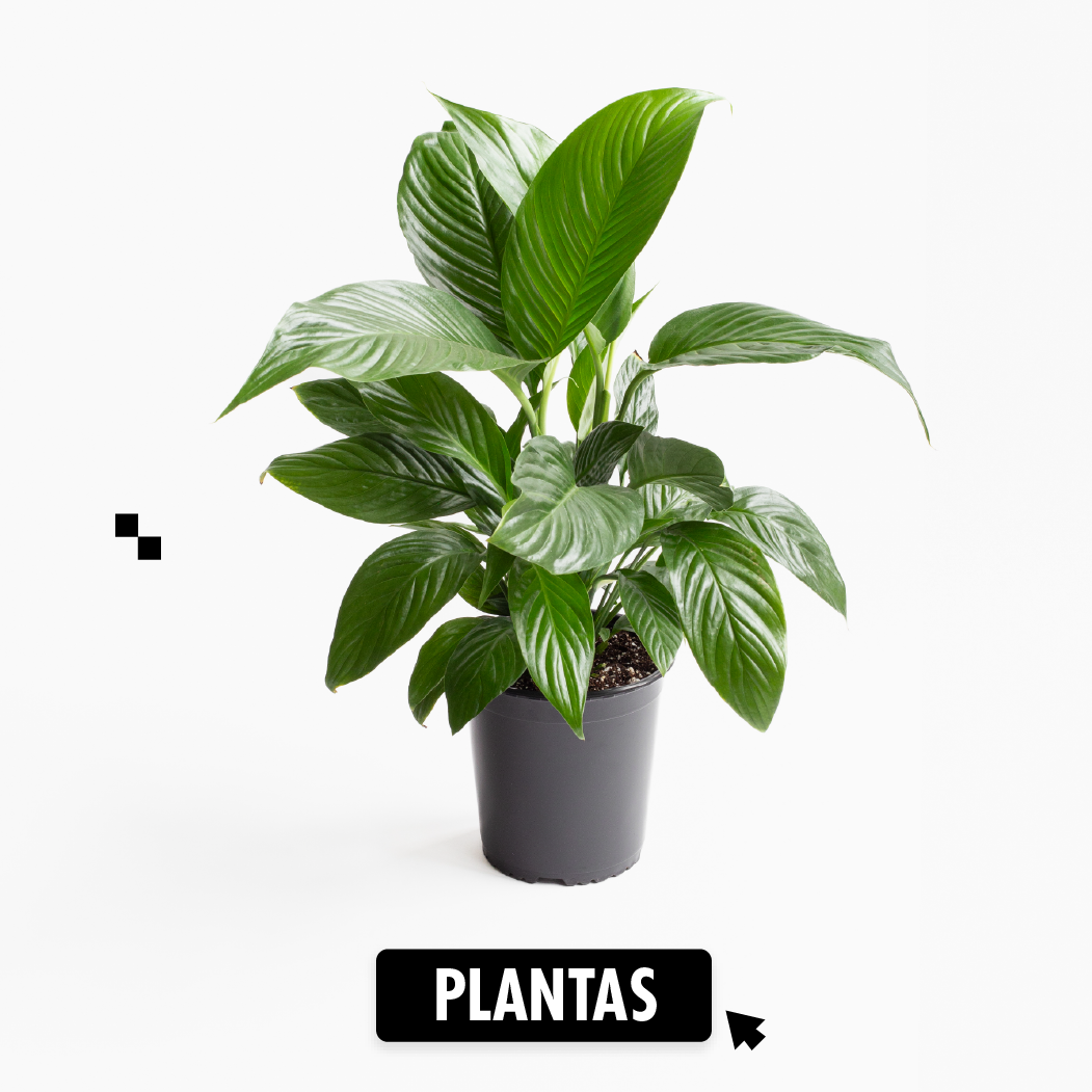 Categoria Plantas Cyberday