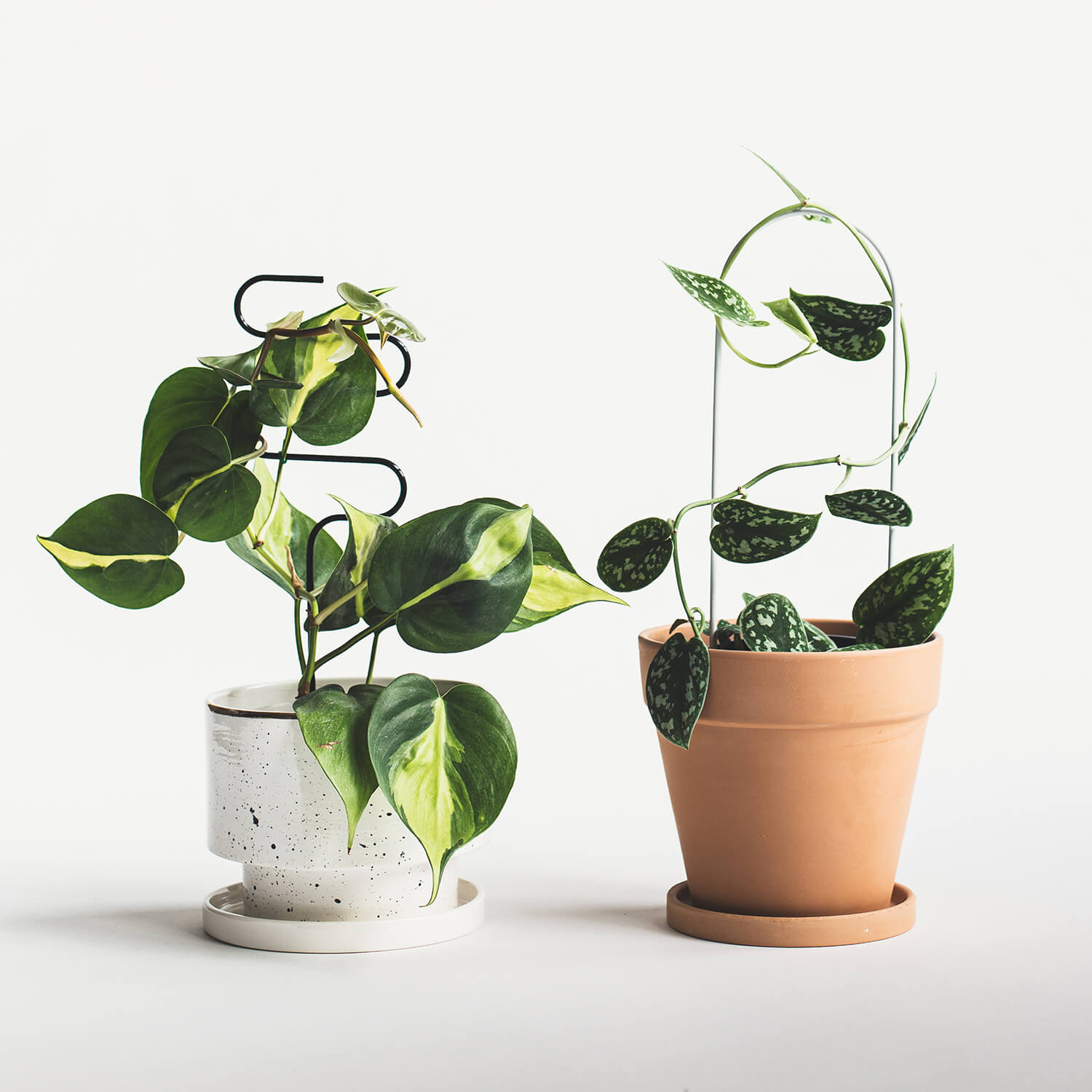 Guia para plantas - S