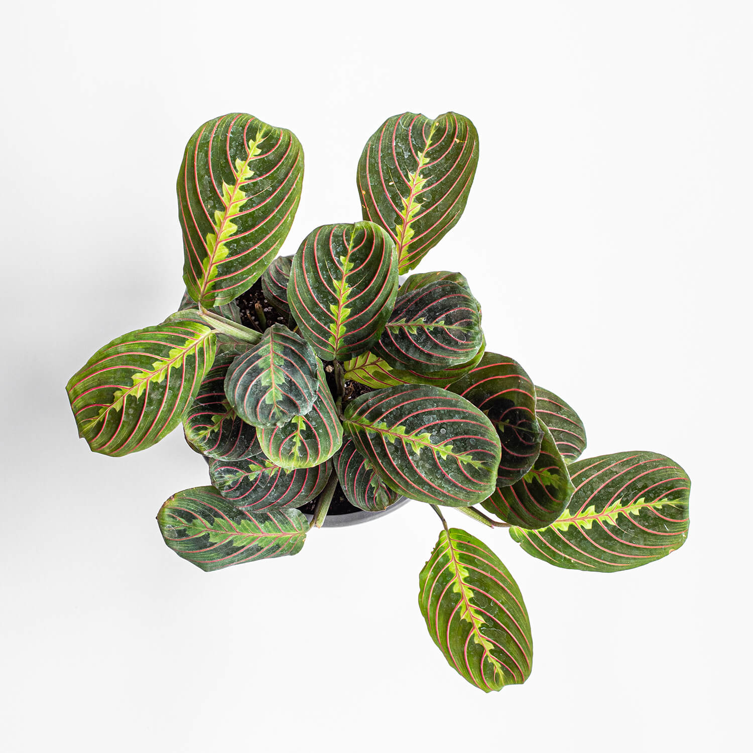 Maranta Leuconeura Tricolor