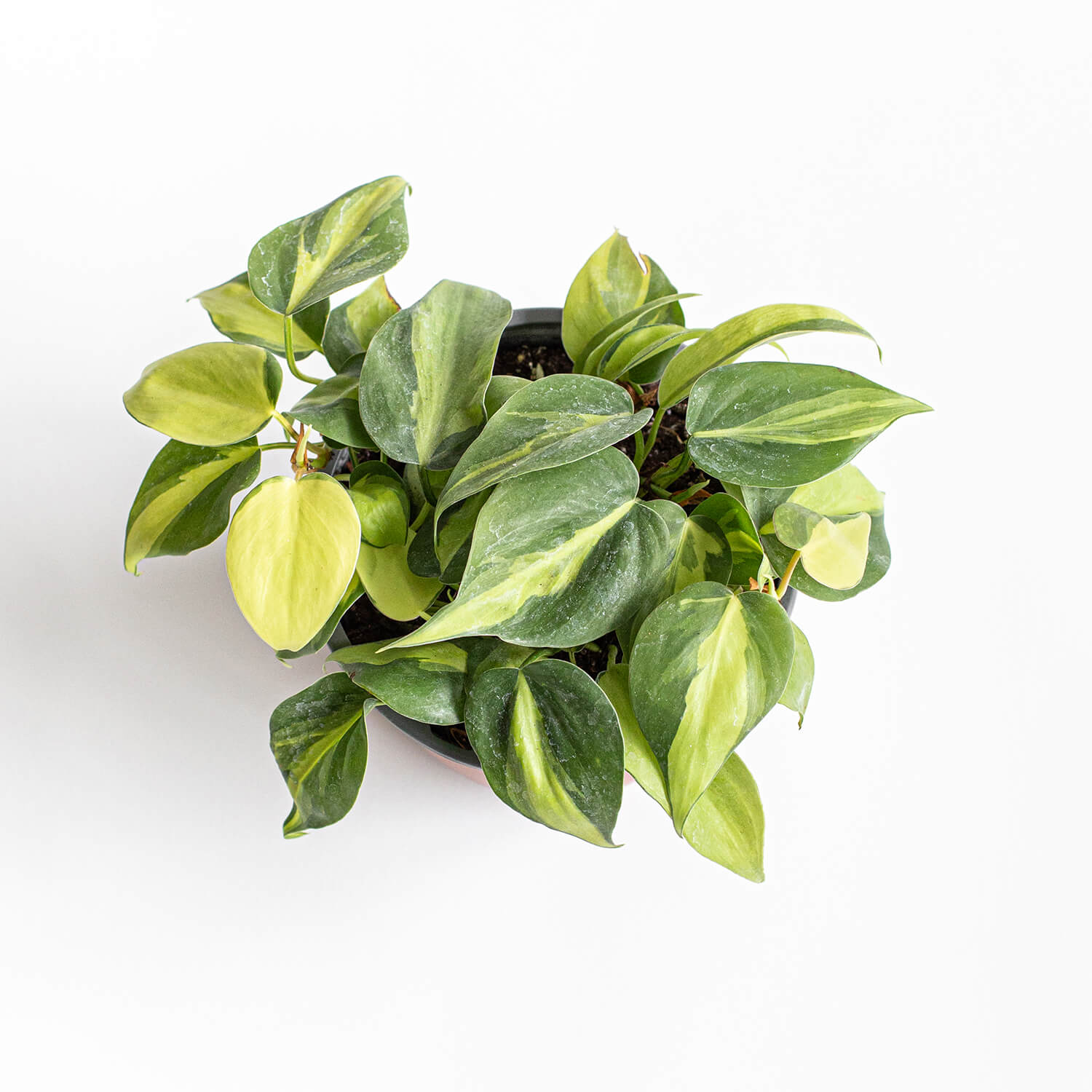 Filodendro Cordatum Brasil