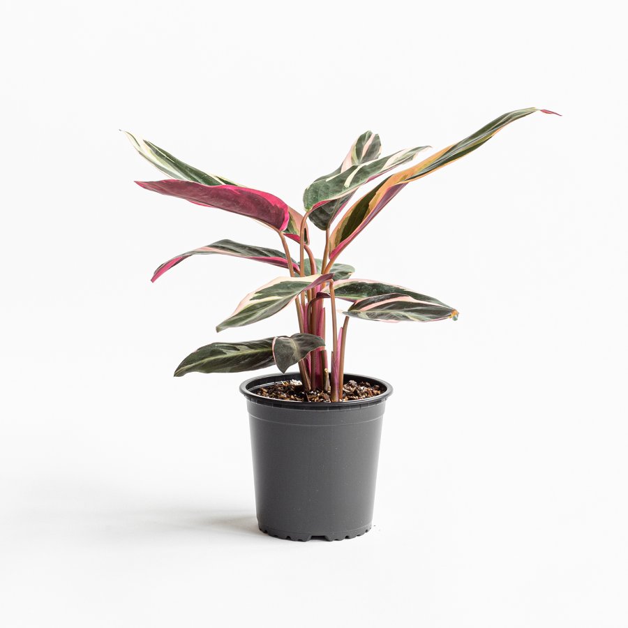 Stromanthe Sanguinea Triostar - L