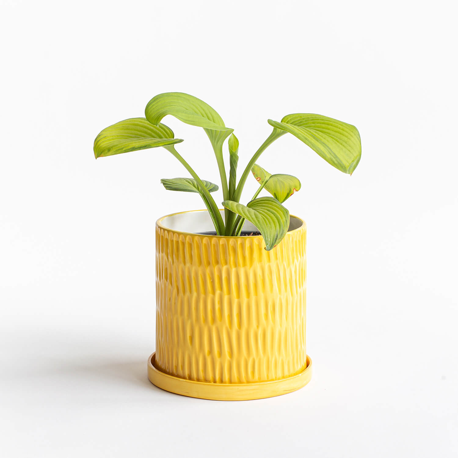 cilindro-textura-amarillo-02