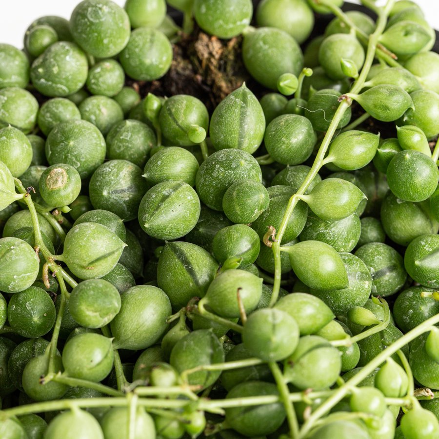 Curio Rowleyanus (Rosario) « Mi Mercadito