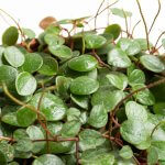 peperomia-pepperspot-000001