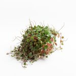 peperomia-pepperspot-000002