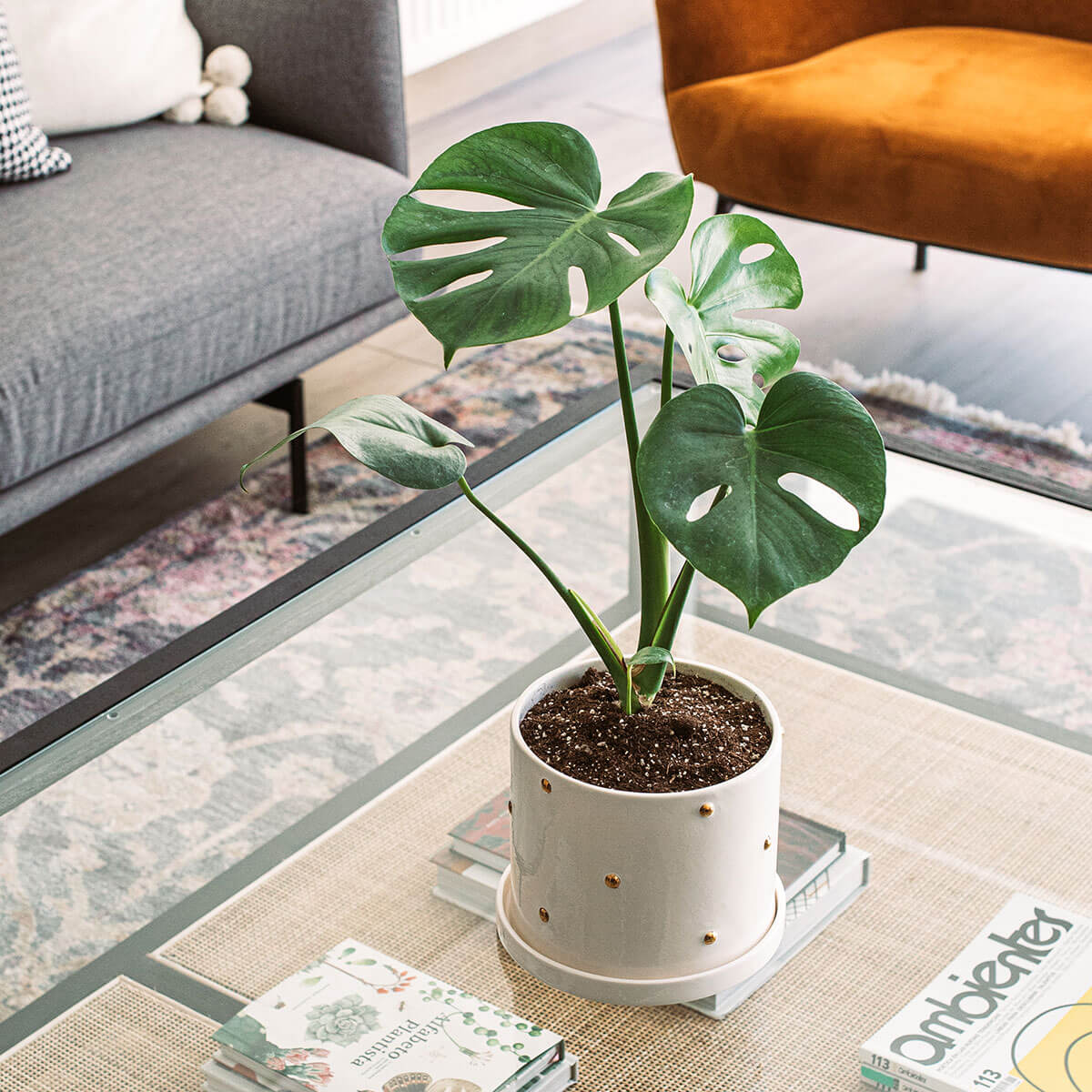 Maceta Cilindro Puntos Oro + Plato