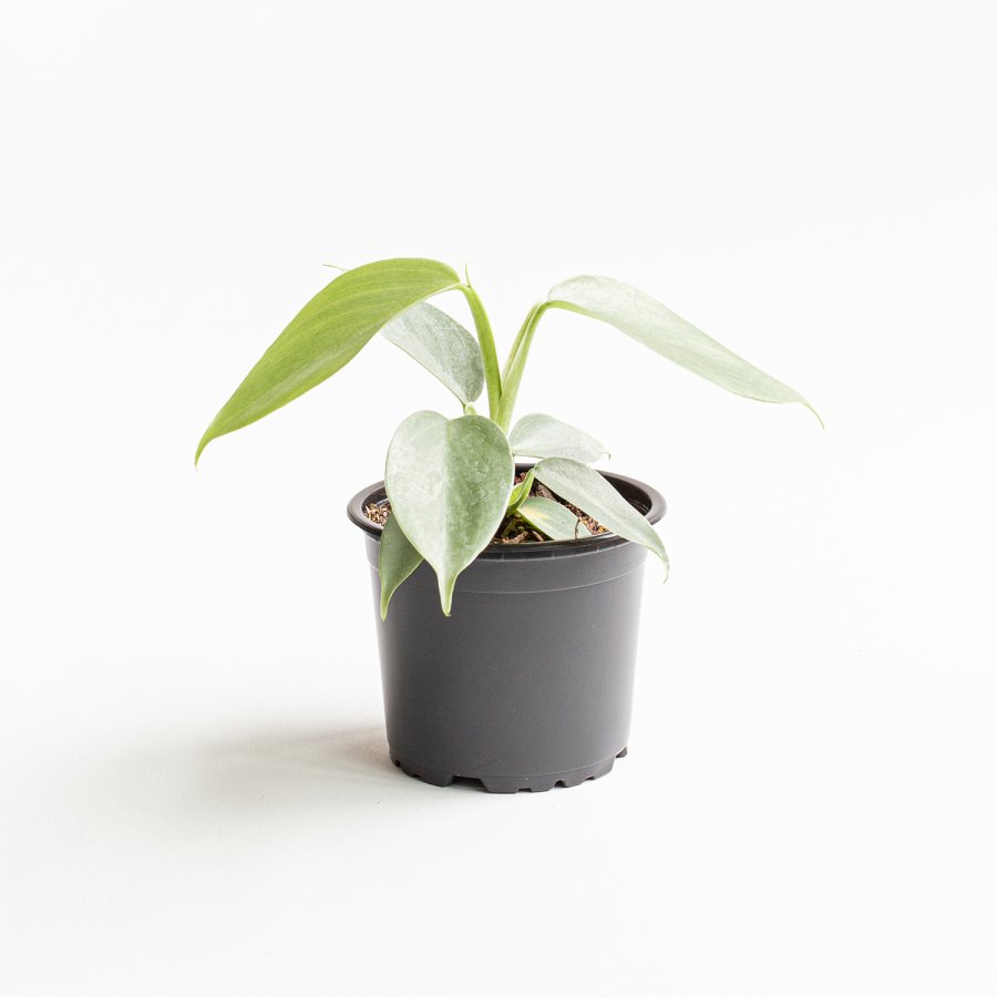 Filodendro Hastatum “Silver Sword” | Mi Mercadito