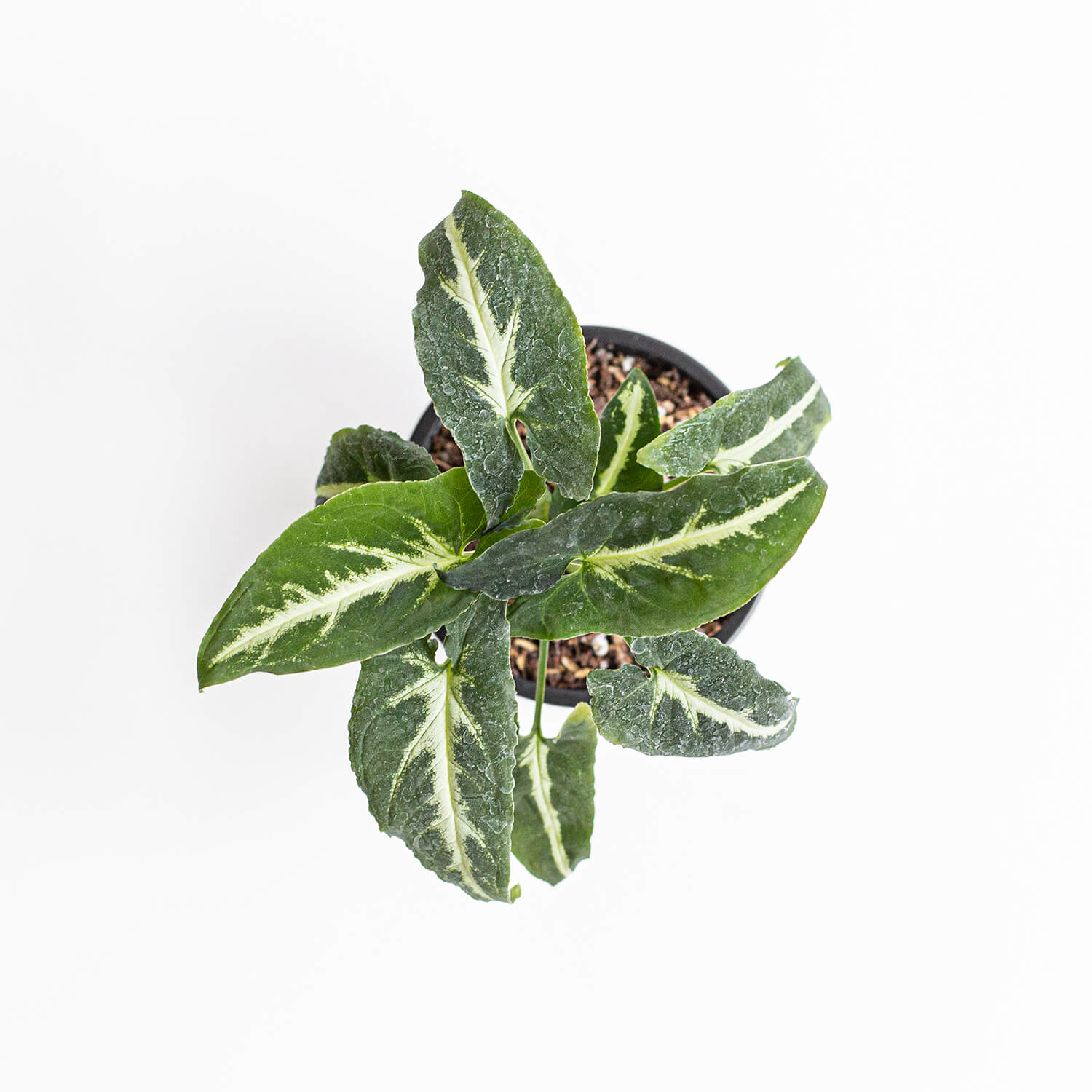 Singonio Wendlandii Black Velvet