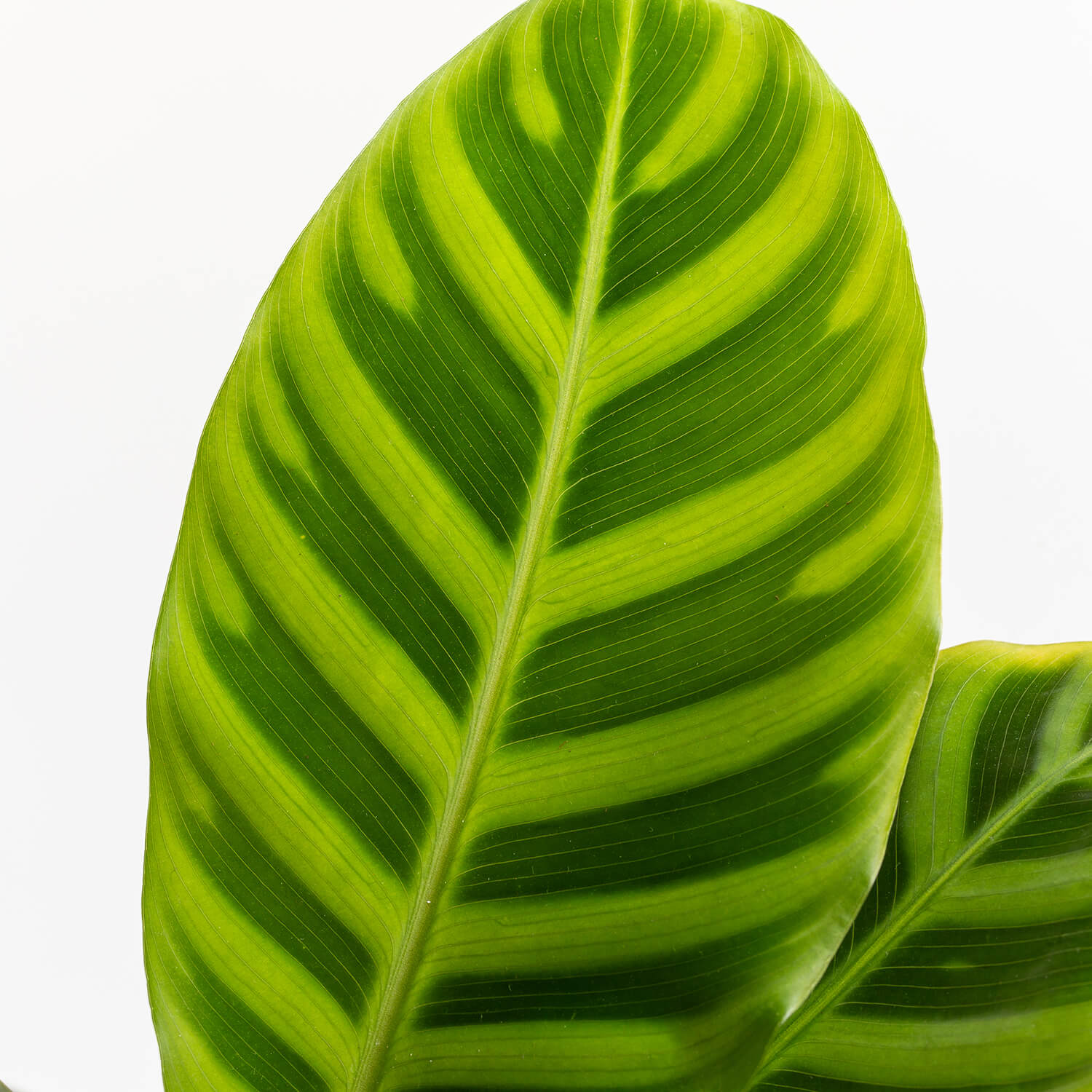 calathea-zebrina-000003