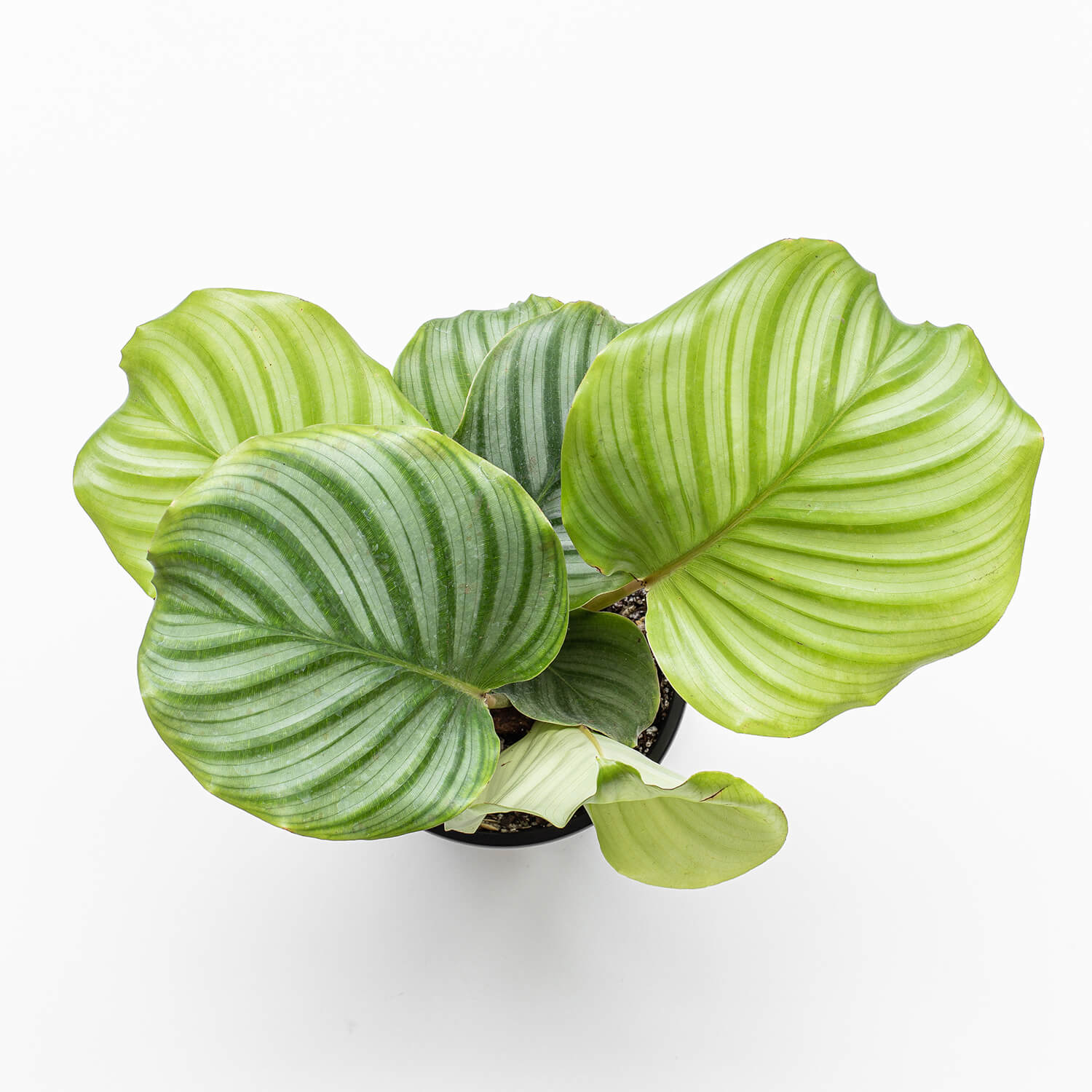 Calathea Orbifolia