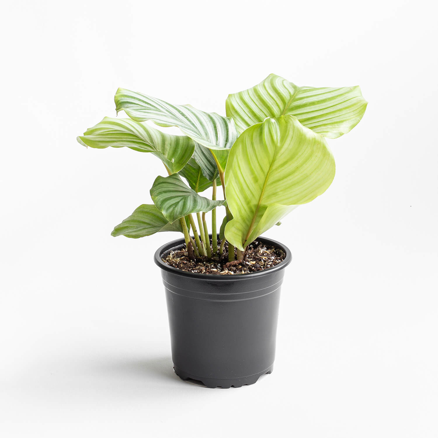 calathea-orbifolia-0002