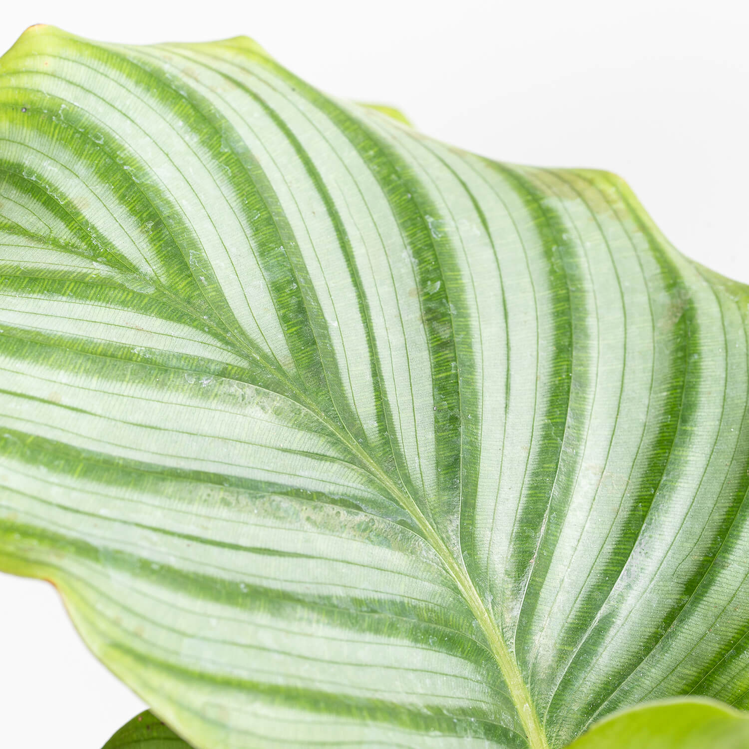 calathea-orbifolia-0003
