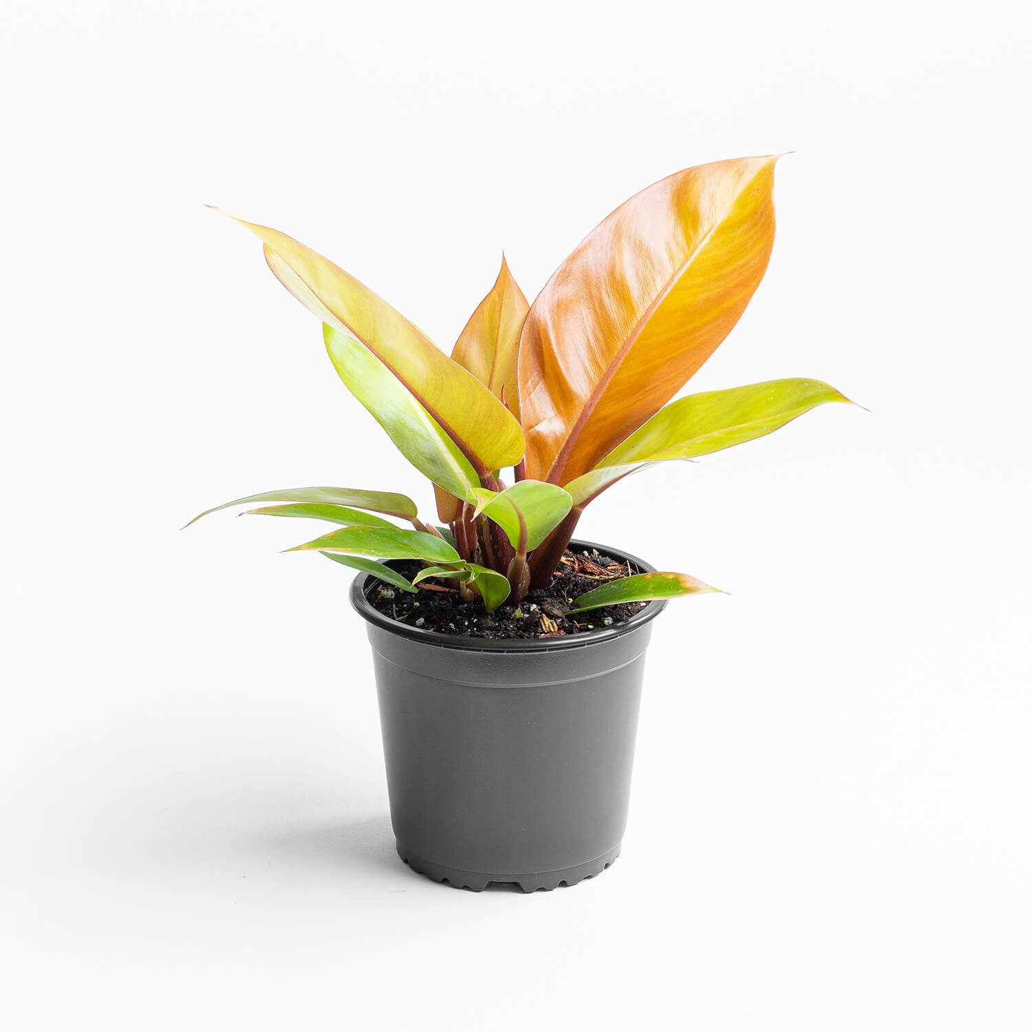 Filodendro Prince of Orange – M