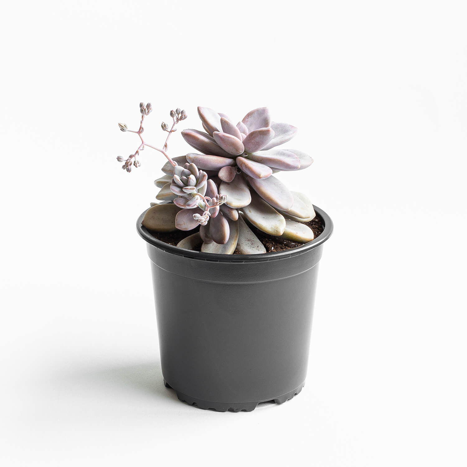 Graptopetalum Murasaki