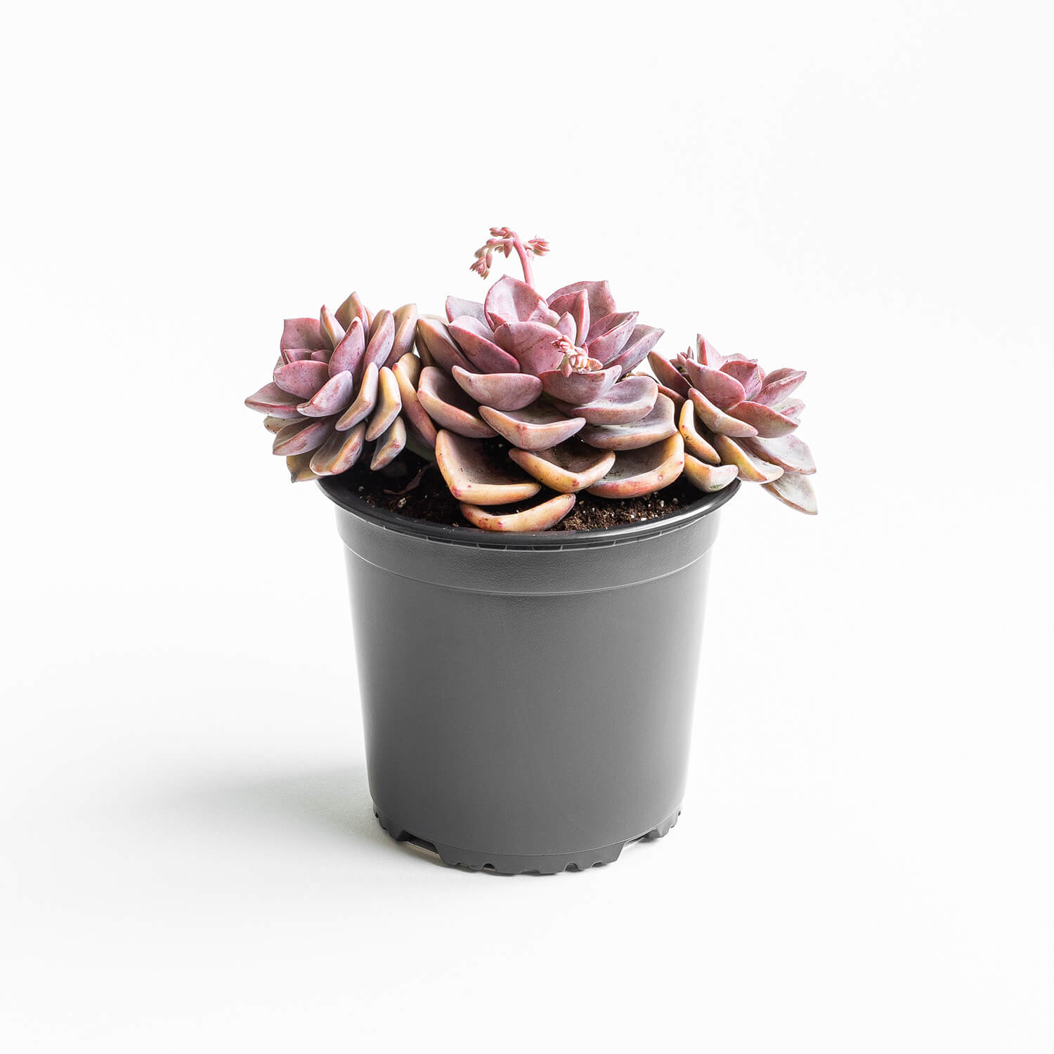 Graptoveria Mr. Richard