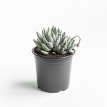 Pachyveria Glauca