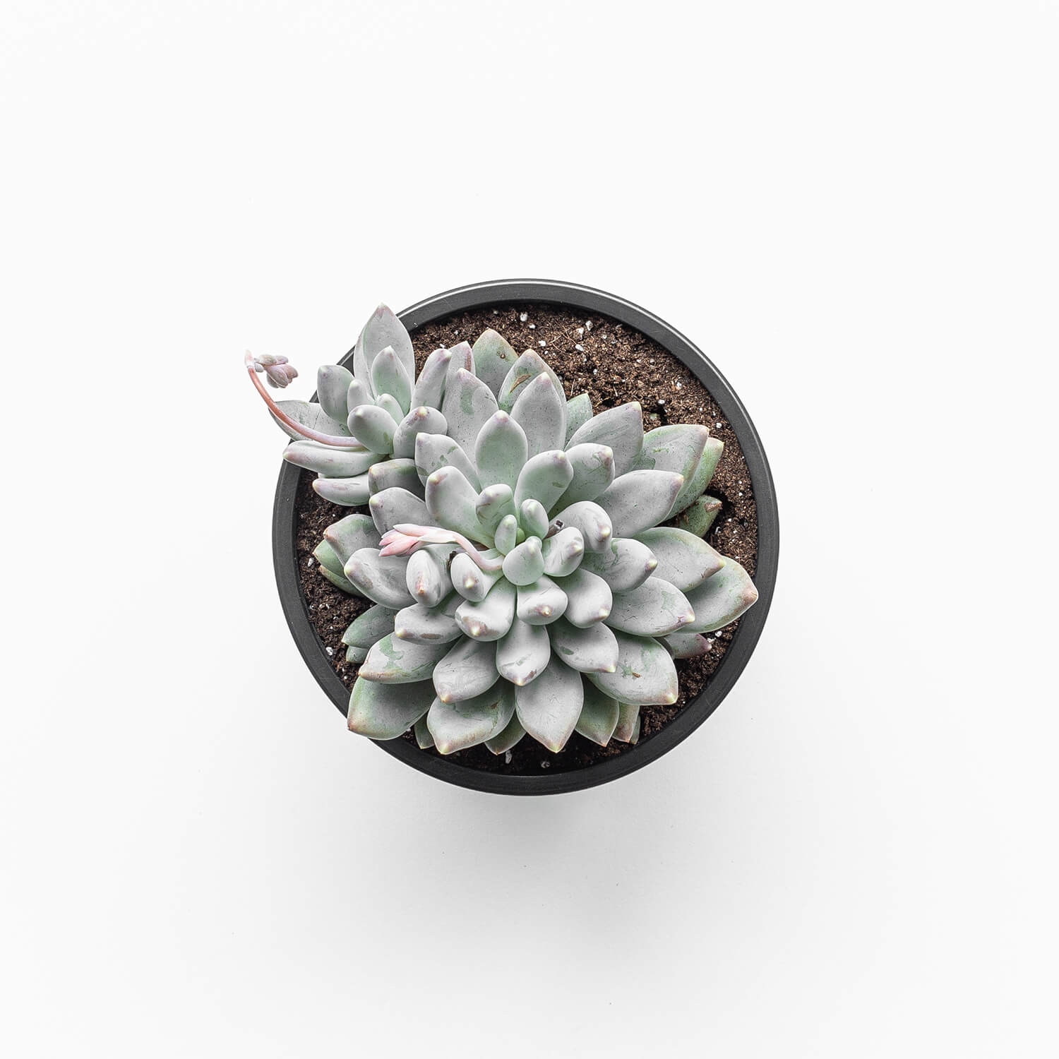 pachyveria-glauca-002