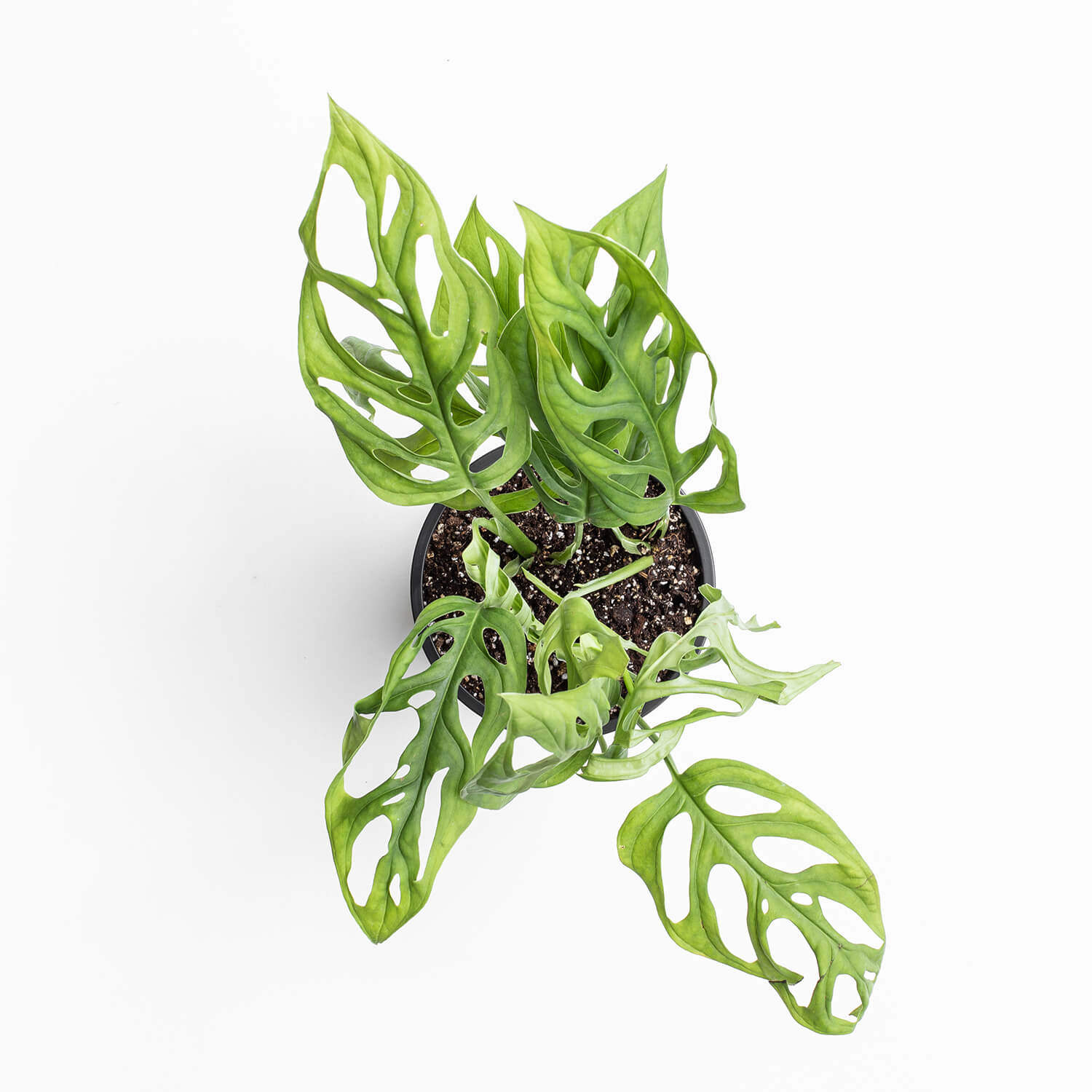 monstera-adansonii-00003