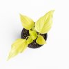 Filodendro Warscewiczii Flavum