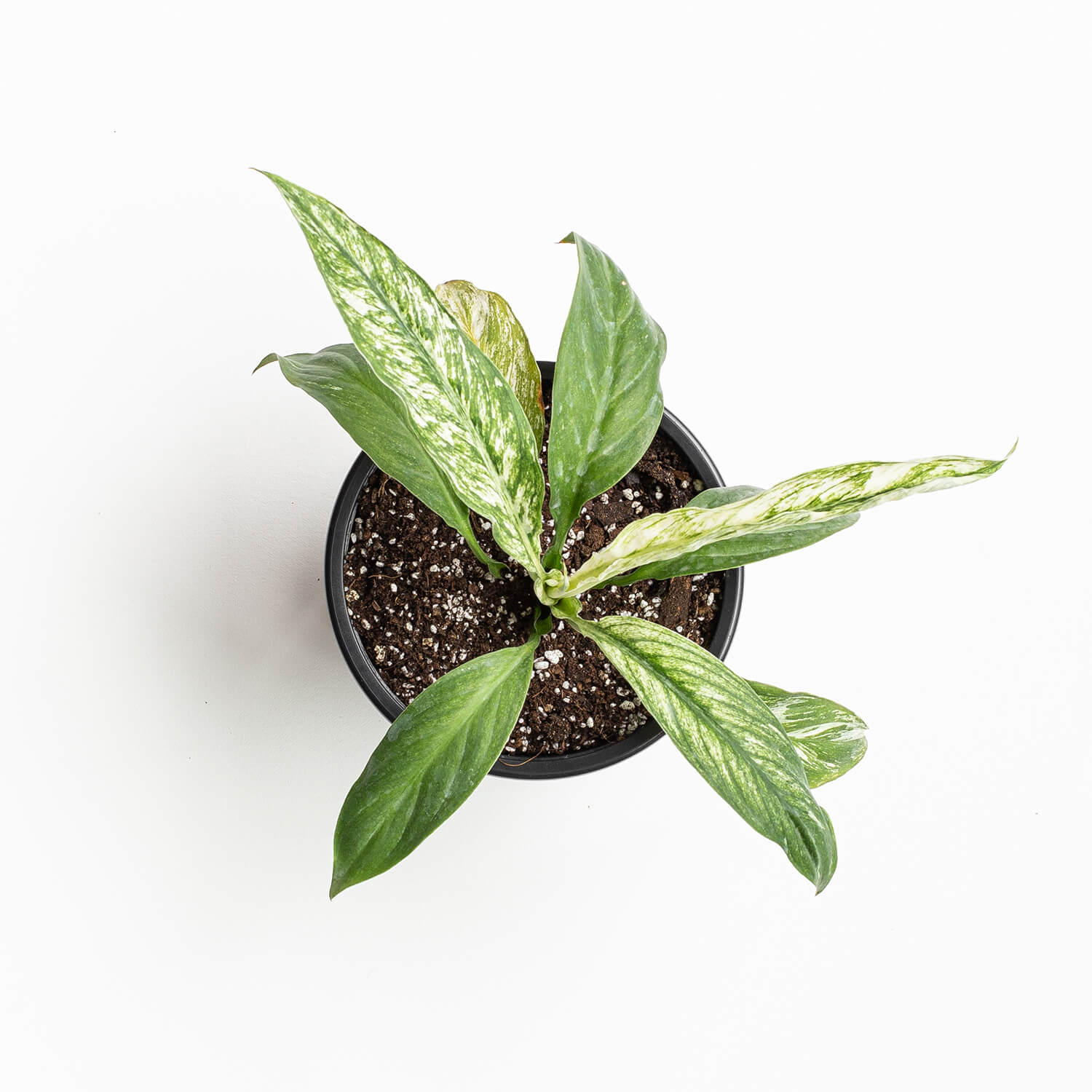 Spatiphyllum Sensation variegado