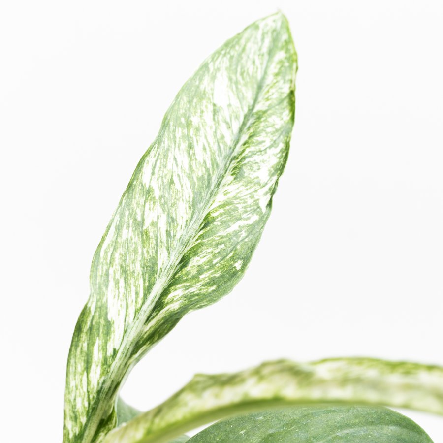 Spathiphyllum Sensation variegado, en primer plano