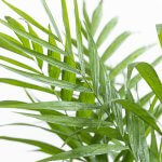 Chamaedorea Elegans - L