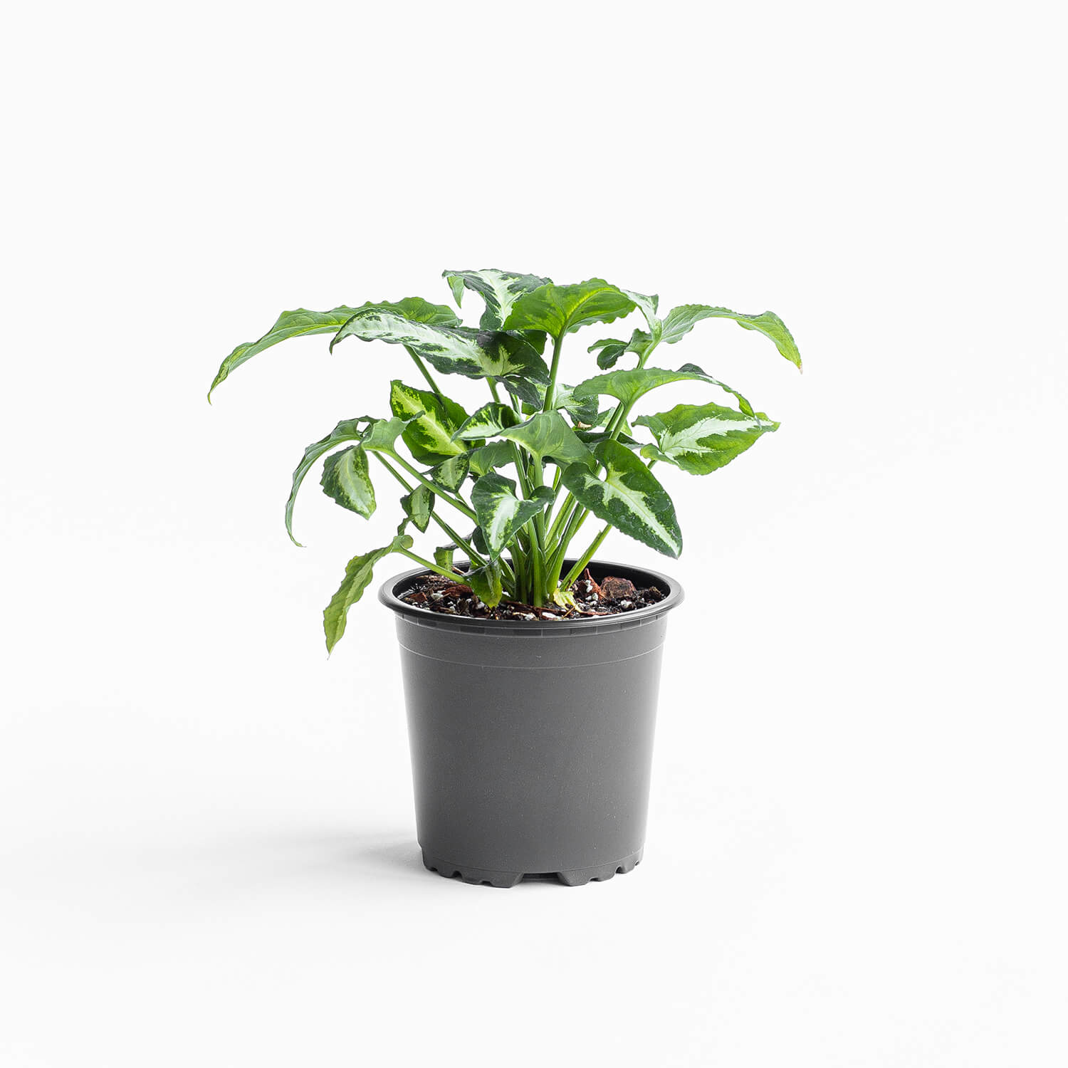 singonio-wendlandii-silver-goosefoot-001