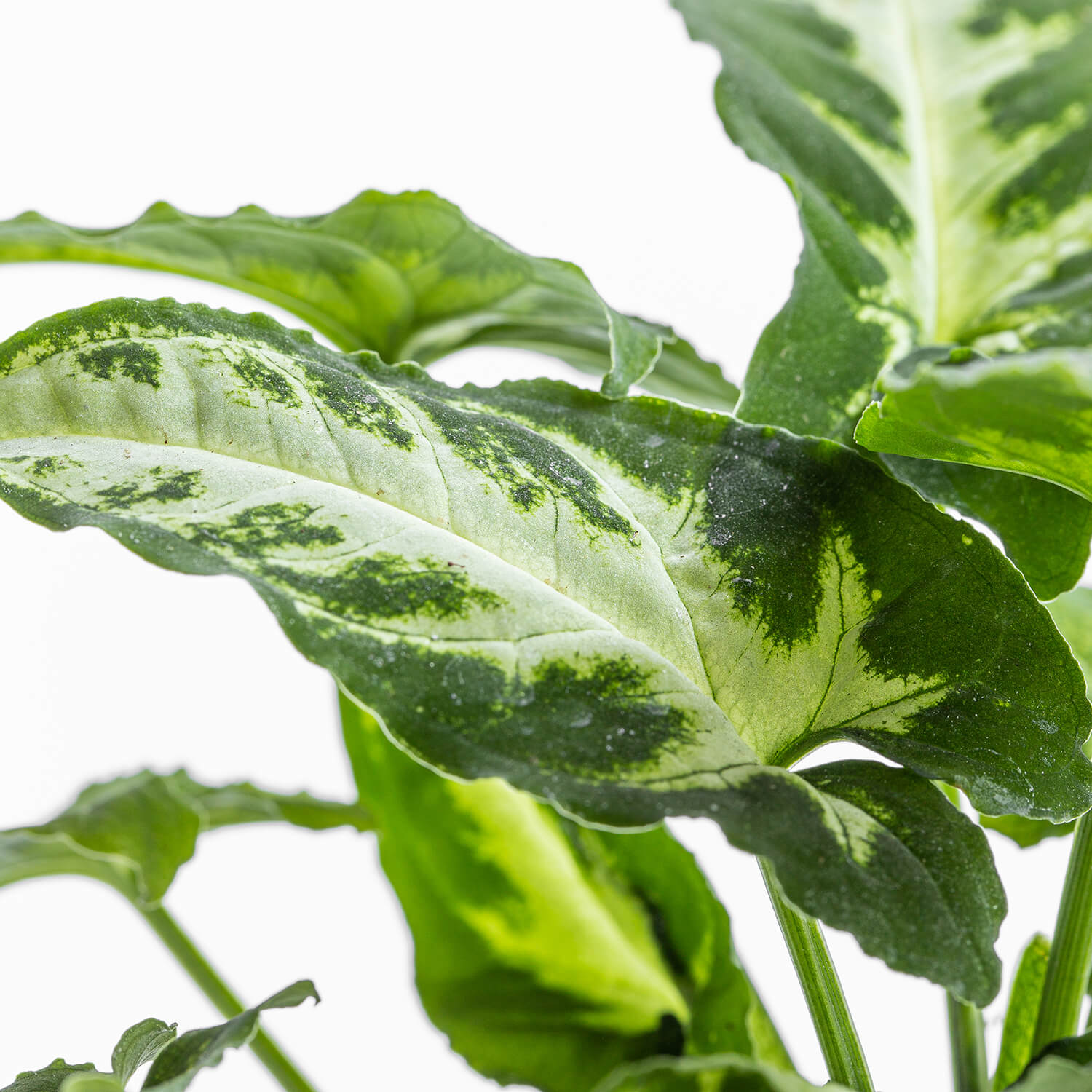 singonio-wendlandii-silver-goosefoot-003