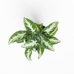 Singonio Wendlandii Silver Goosefoot