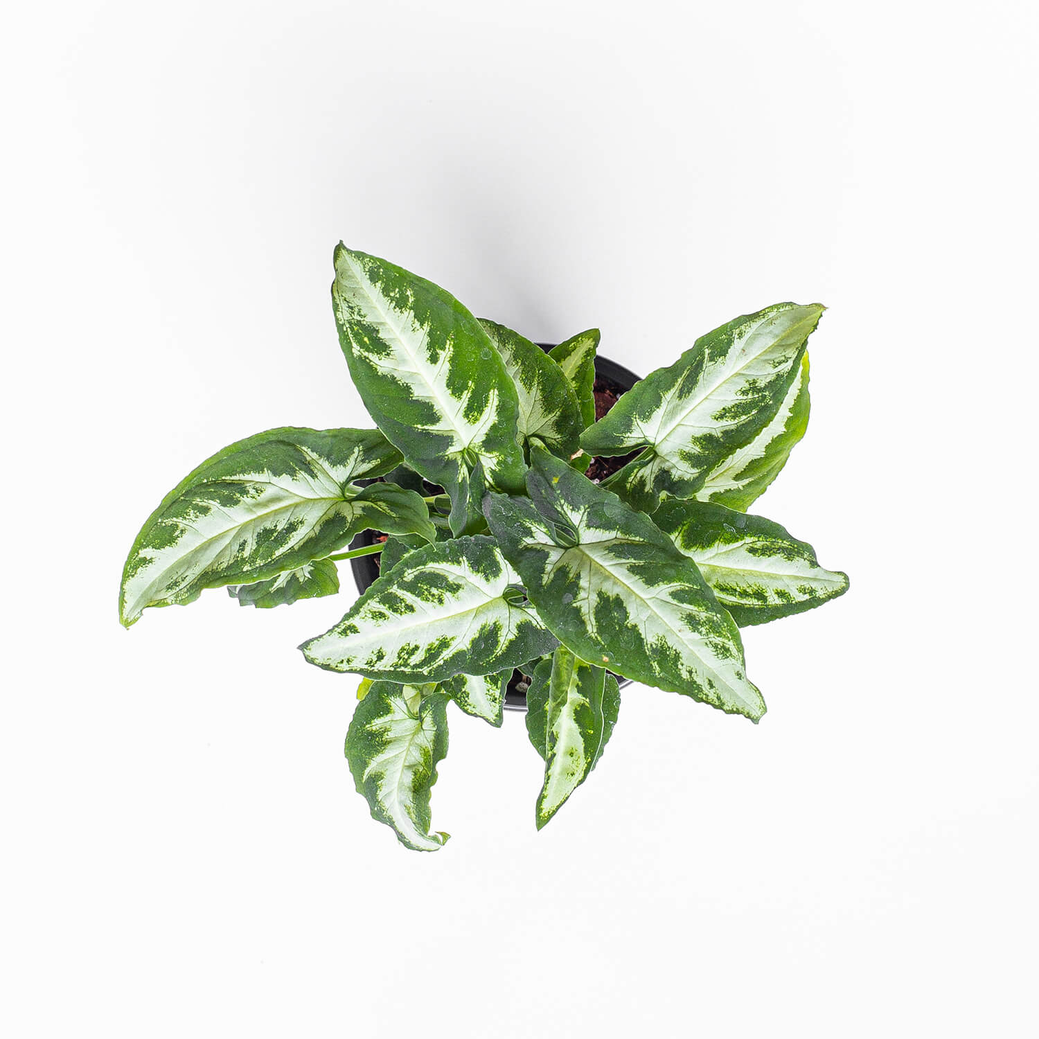 Singonio Wendlandii Silver Goosefoot