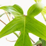 philodendron-florida-000002