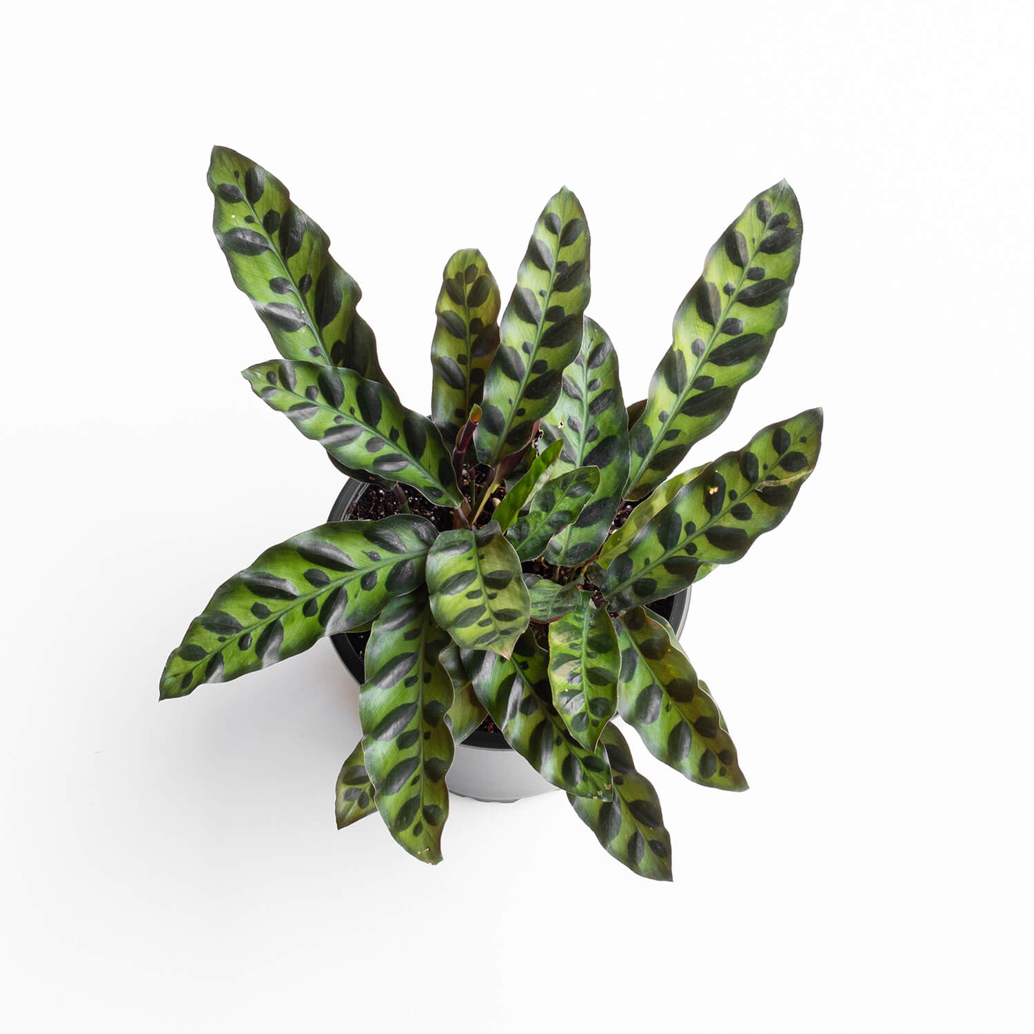 calathea-insignis-m-001