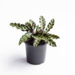 Calathea Insignis – M