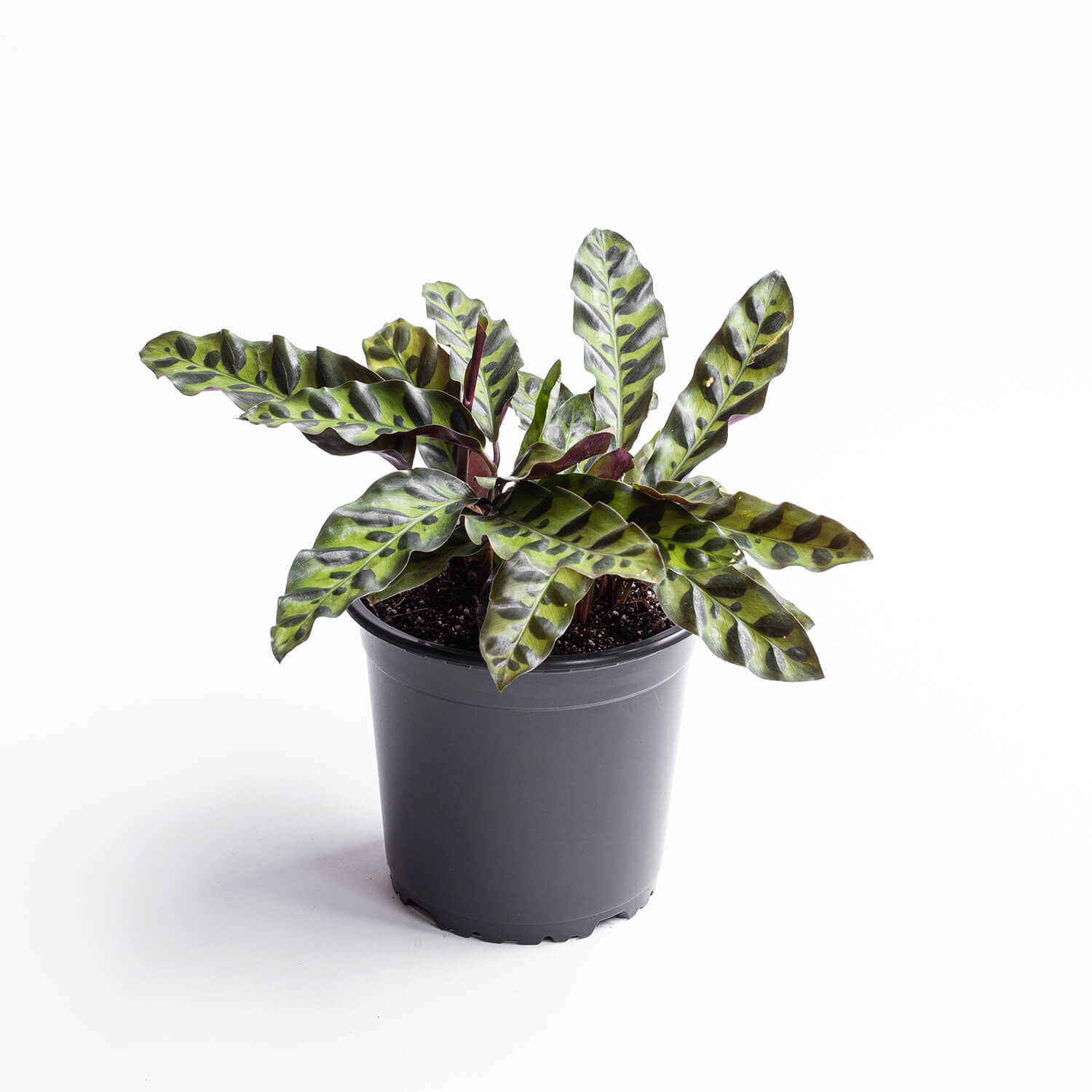 Calathea Insignis – M