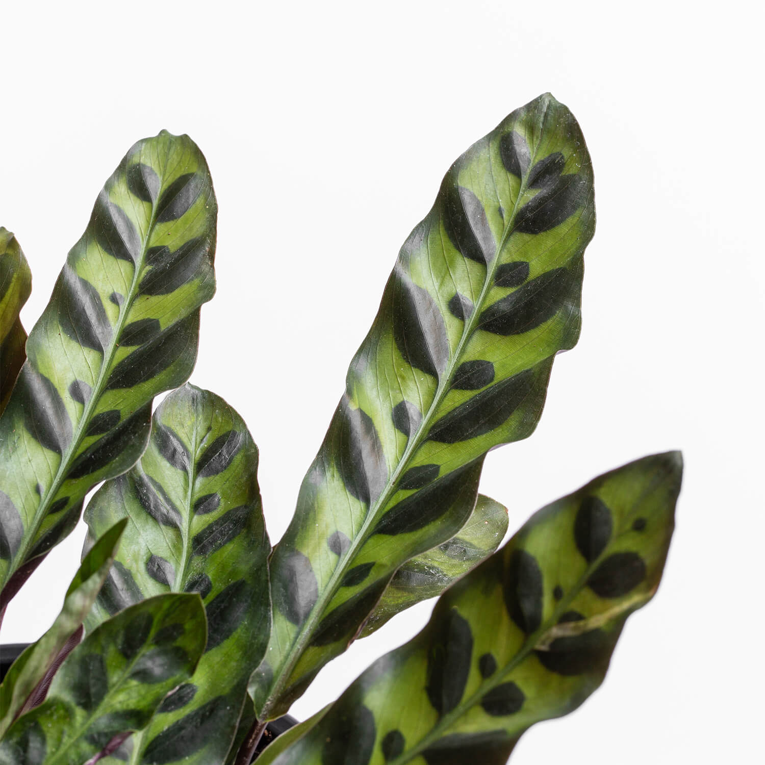 Calathea Insignis – M