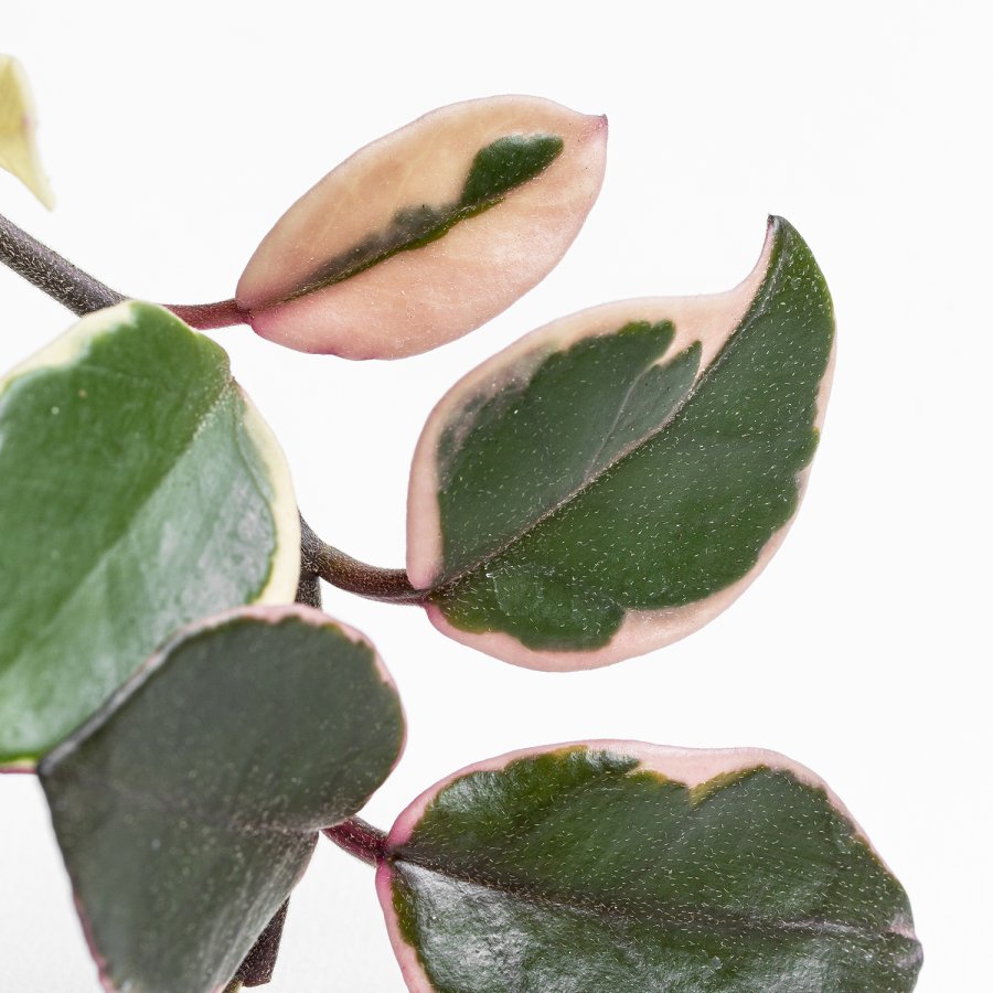 Hoya Krimson Queen, en primer plano