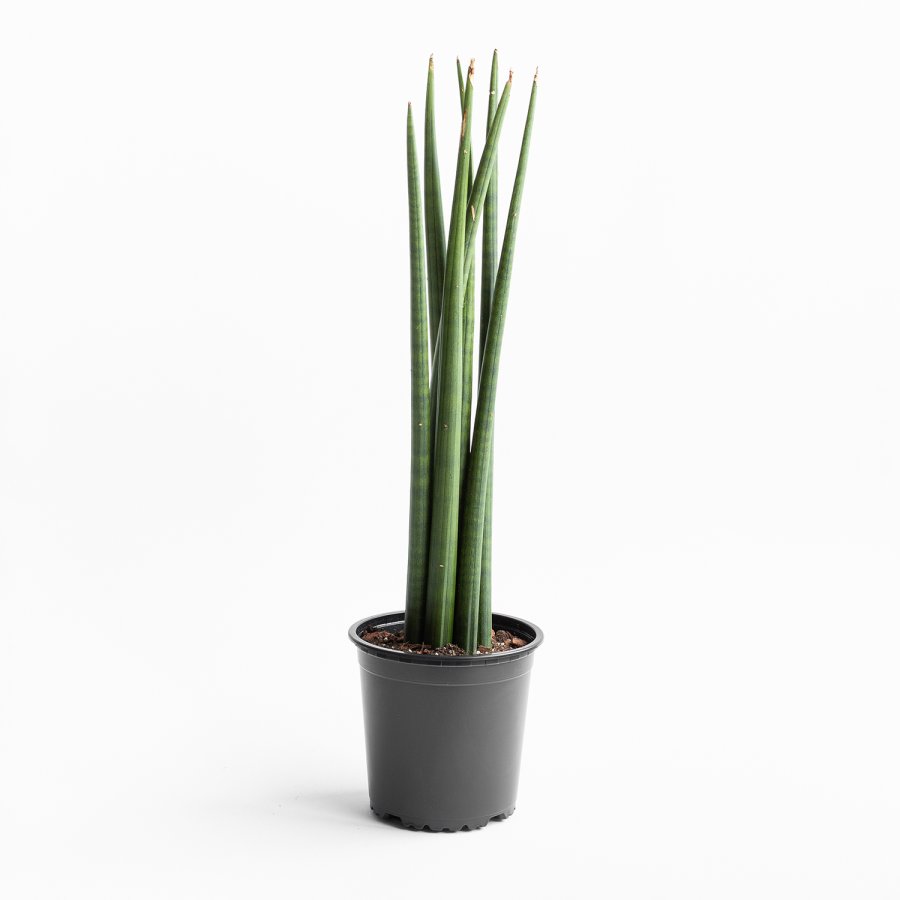 Dracaena (Sansevieria) Cilíndrica - 6 varas