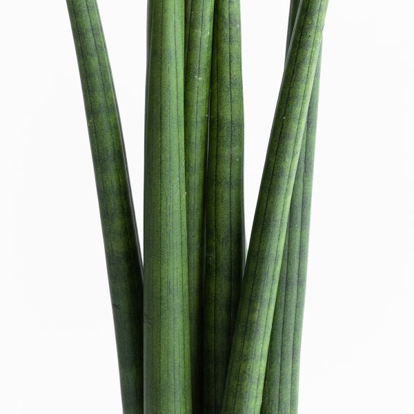 Dracaena (Sansevieria) Cilíndrica - 5 varas