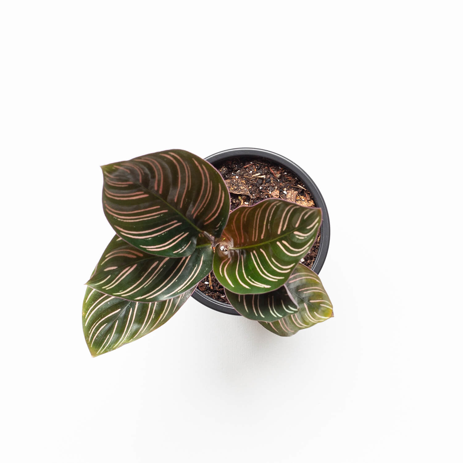 calathea-ornata-sanderiana-003