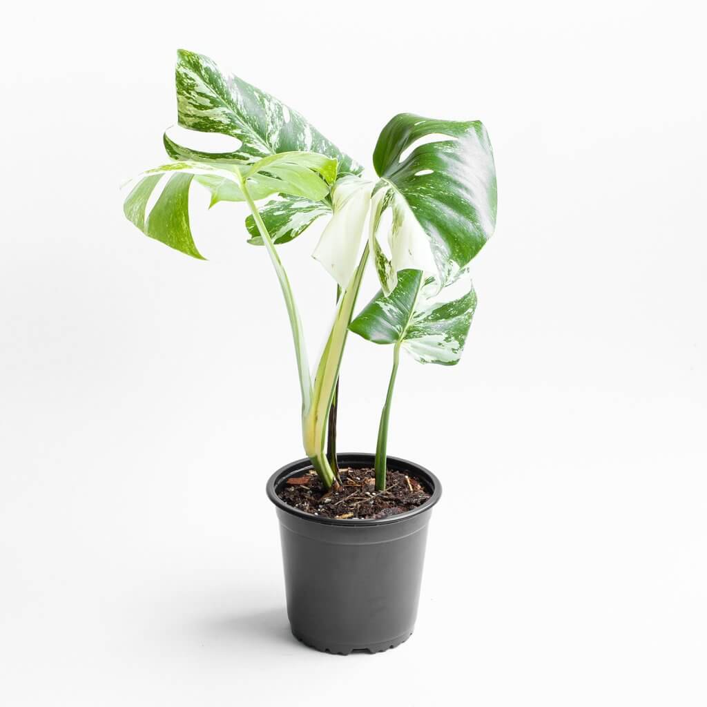 Variegada Monstera Monstera Variegada | Mi Mercadito