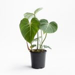 Filodendro Gloriosum Dark Form – L