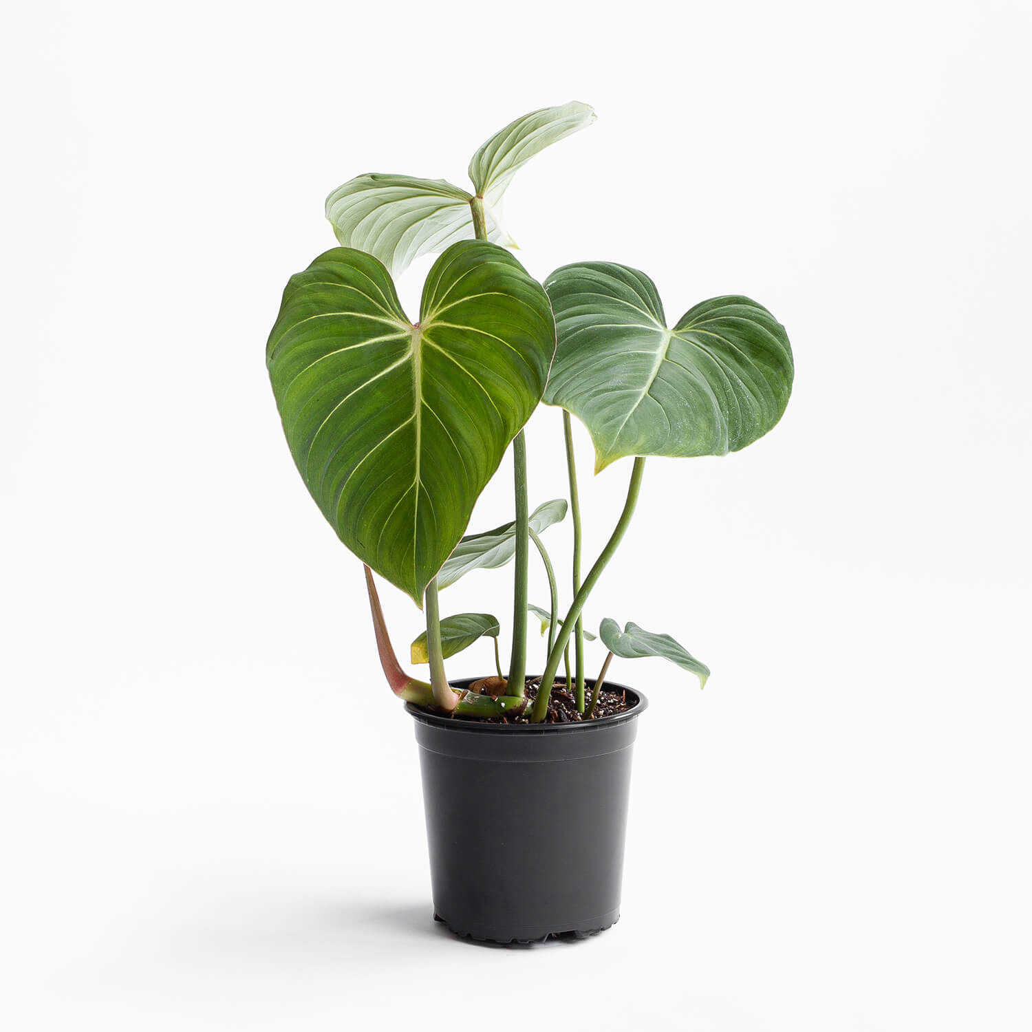 Filodendro Gloriosum Dark Form – L