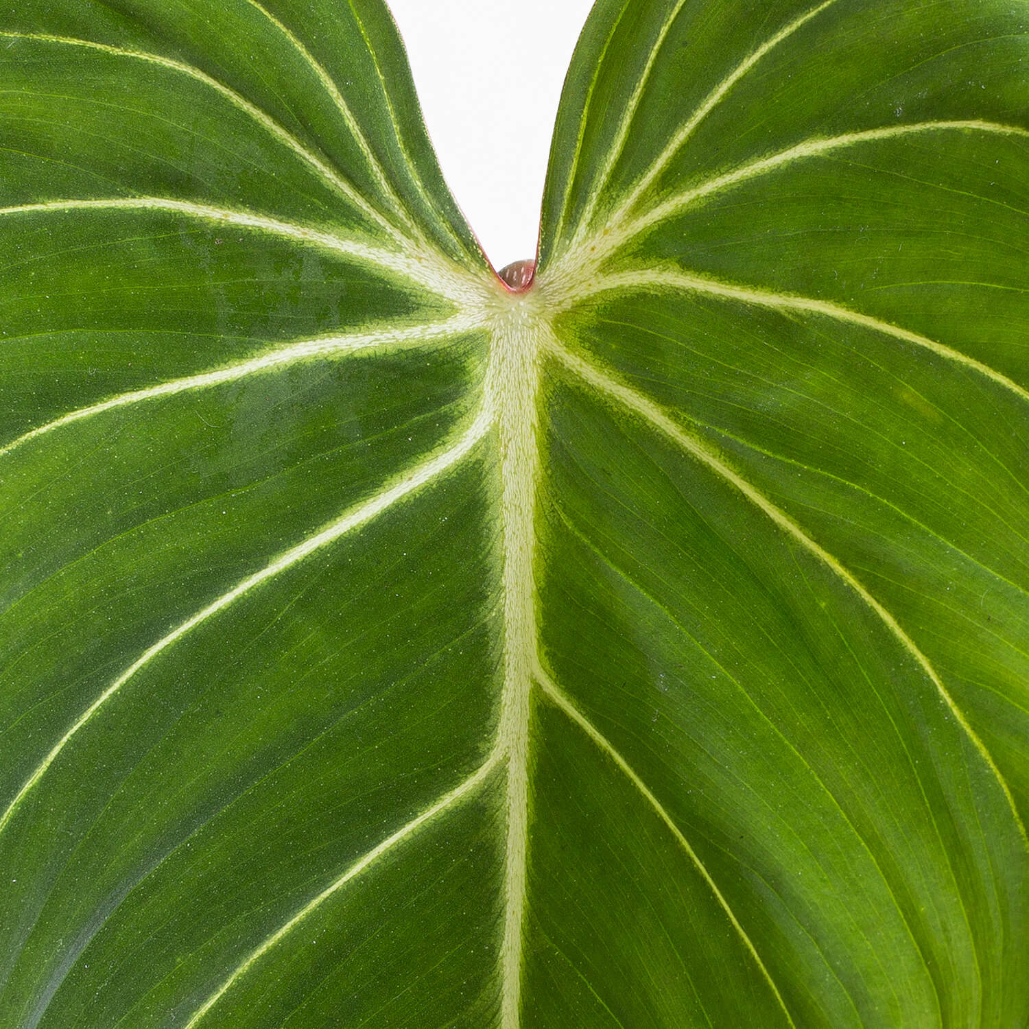 filodendro-gloriosum-dark-form-l-002