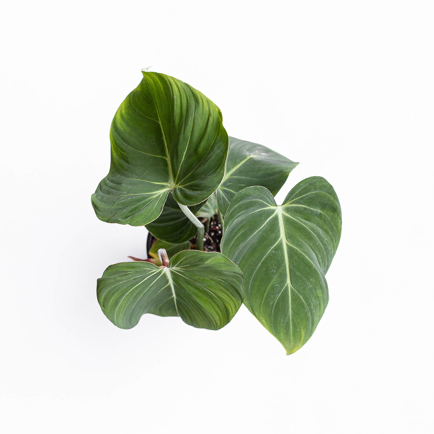 Filodendro Gloriosum Dark Form – L