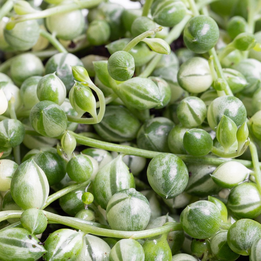 Curio Rowleyanus Variegado (Rosario Variegado) « Mi Mercadito