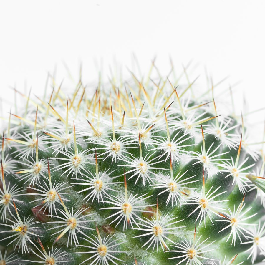 Mammillaria Matudae, en primer plano