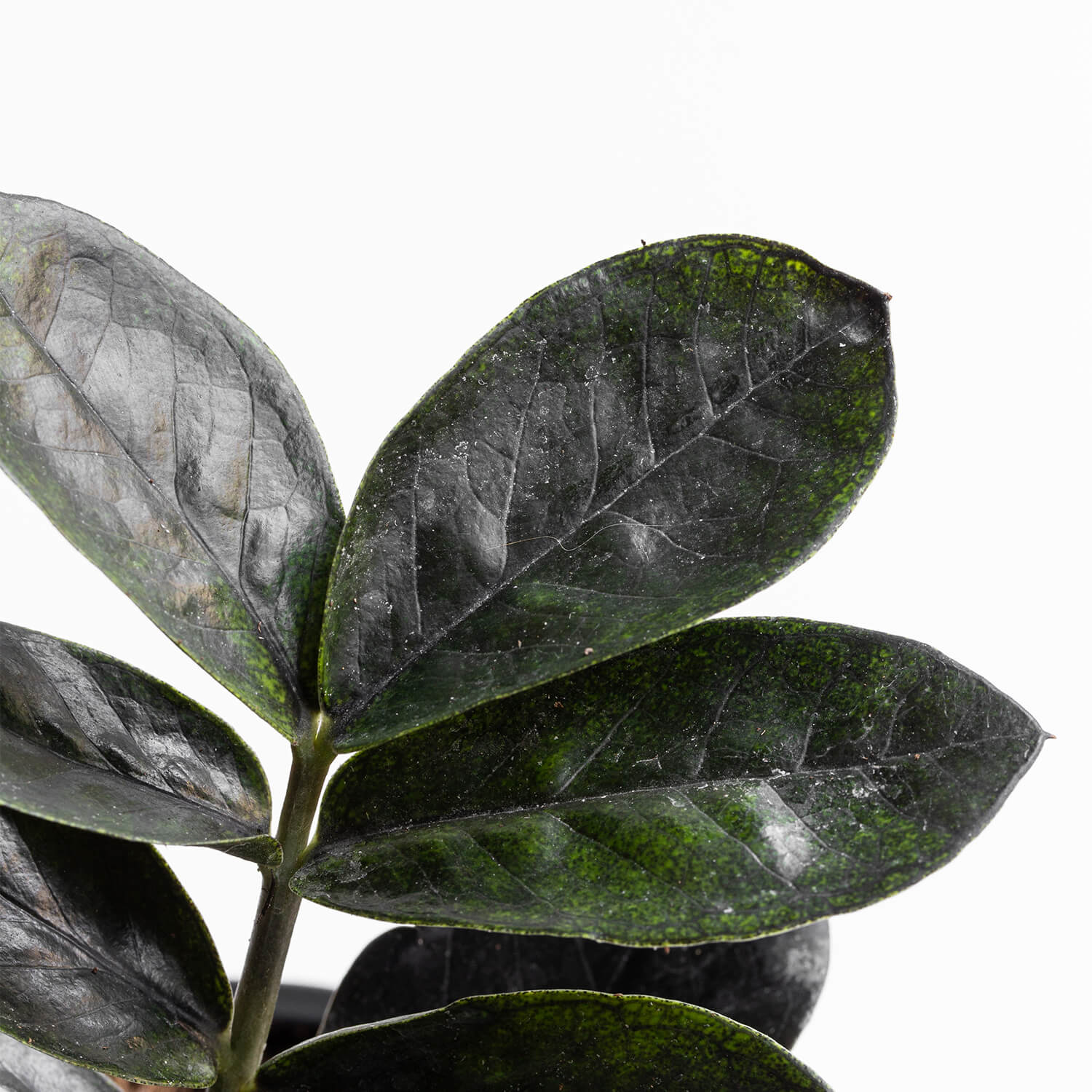 zamioculca-zamiifolia-black-zz-plant-00001