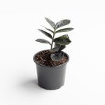 Zamioculca Zamiifolia Black (ZZ Plant)