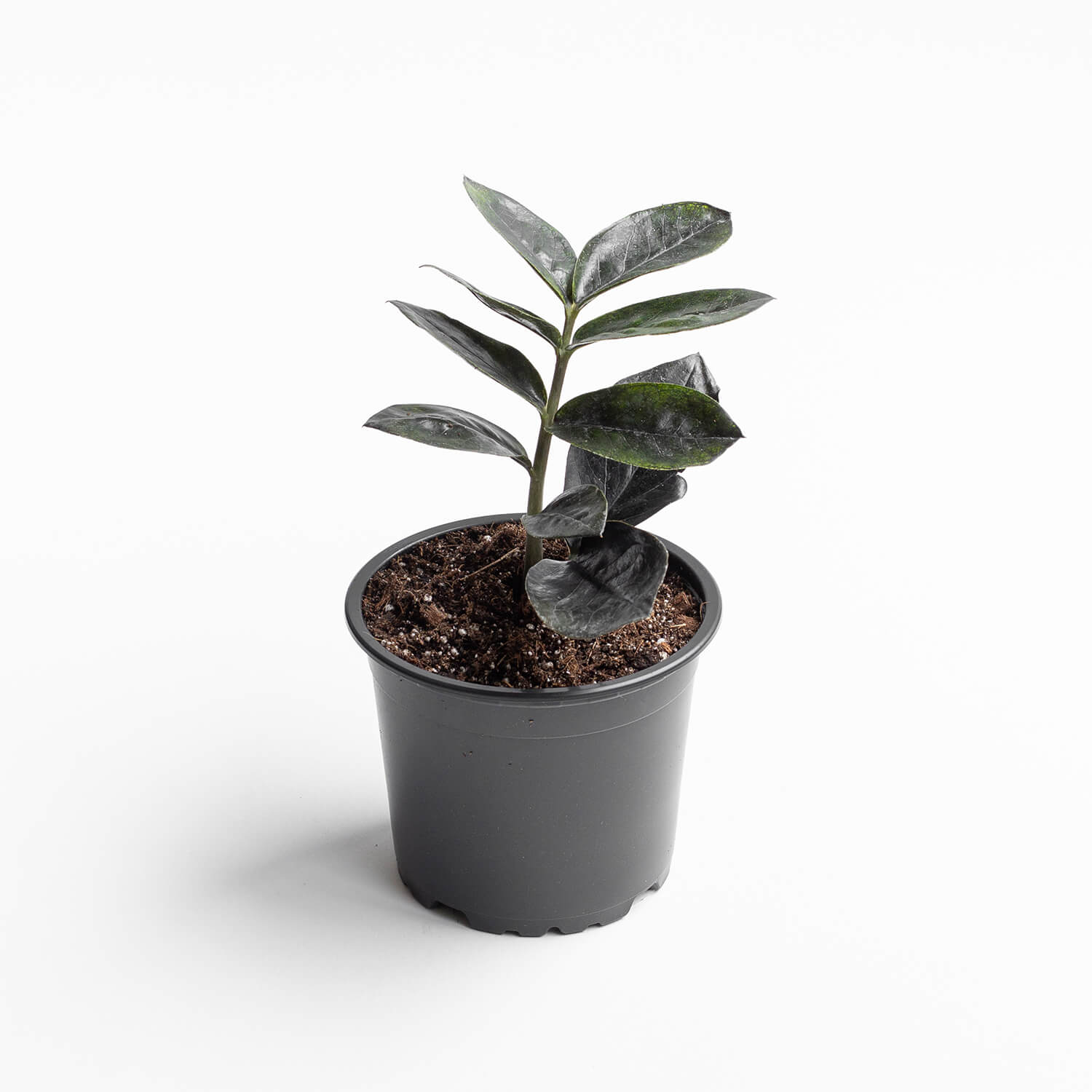 Zamioculca Zamiifolia Black (ZZ Plant)